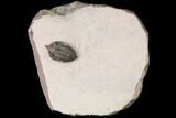 Pseudocryphaeus (Cryphina) Trilobite - Lghaft, morocco #125203-5